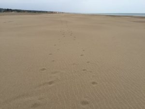 Some sand with romantic footprints fading into the distance...