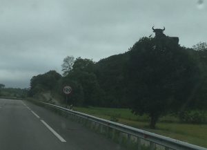 I know you expect a lot of bull from these posts - but this is a lot of bull at the side of the motorway leaving Llanes!