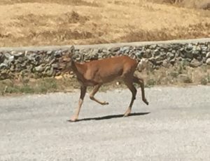 While we were having lunch in Mirmande this deer just strolled by!