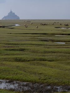 Mont St-Michel and some sheepses