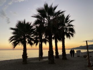 Sunset palms Nerja