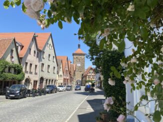 Rothenburg Roses