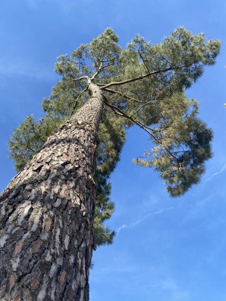 Pine against the blue sky