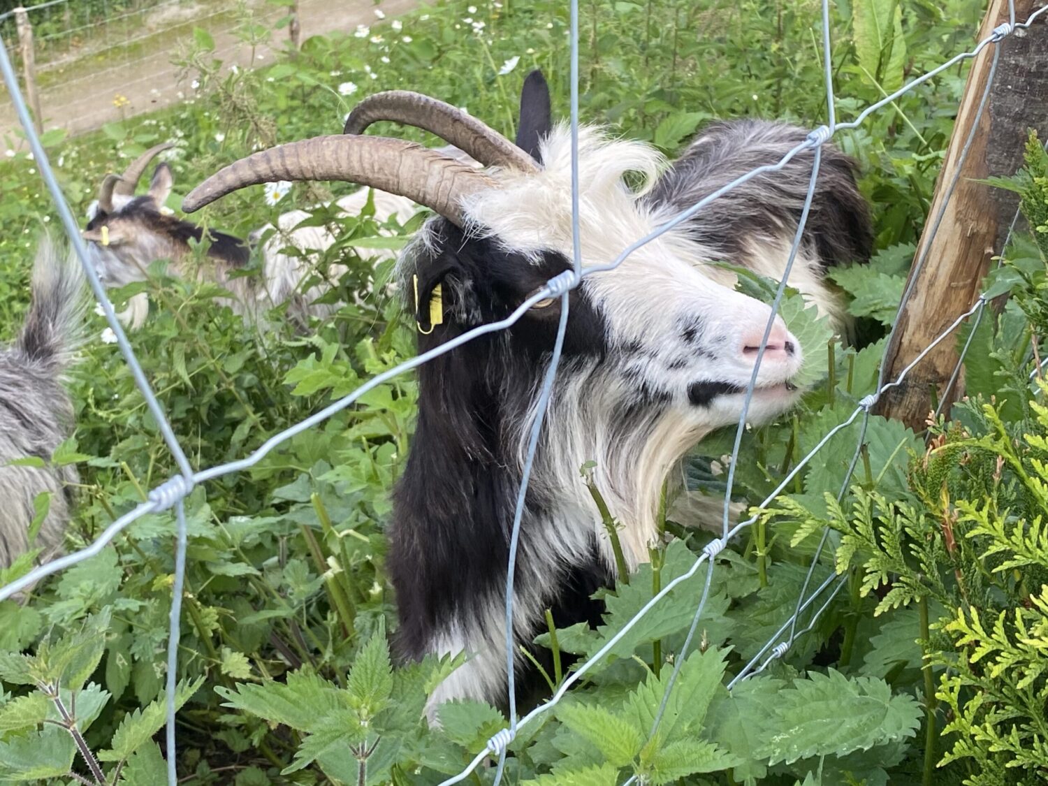 Goat peering through fence in Arras